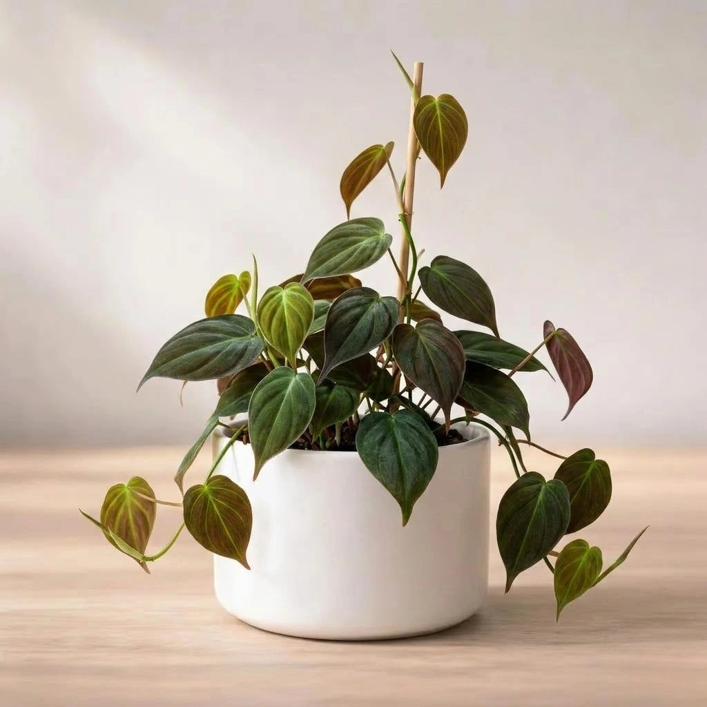 Philodendron Oxycordia Micans Plant Sapling (1pc)