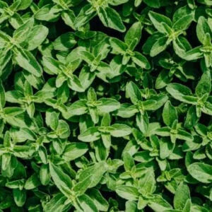 Bright oregano leaves.
