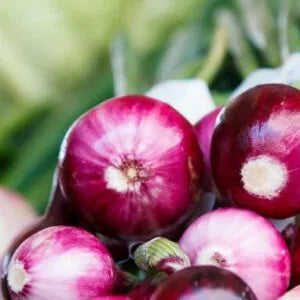 Several purple onions with green stalks kept against a green background