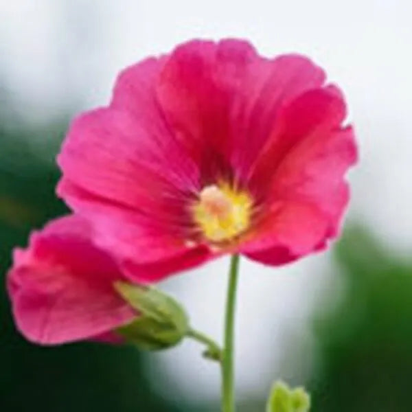Holly Hock Seeds