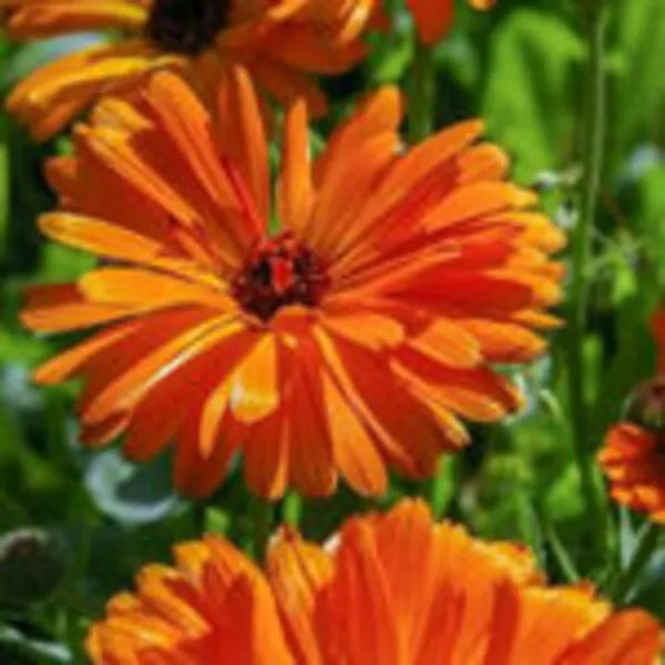 Calendula Pacific Beauty