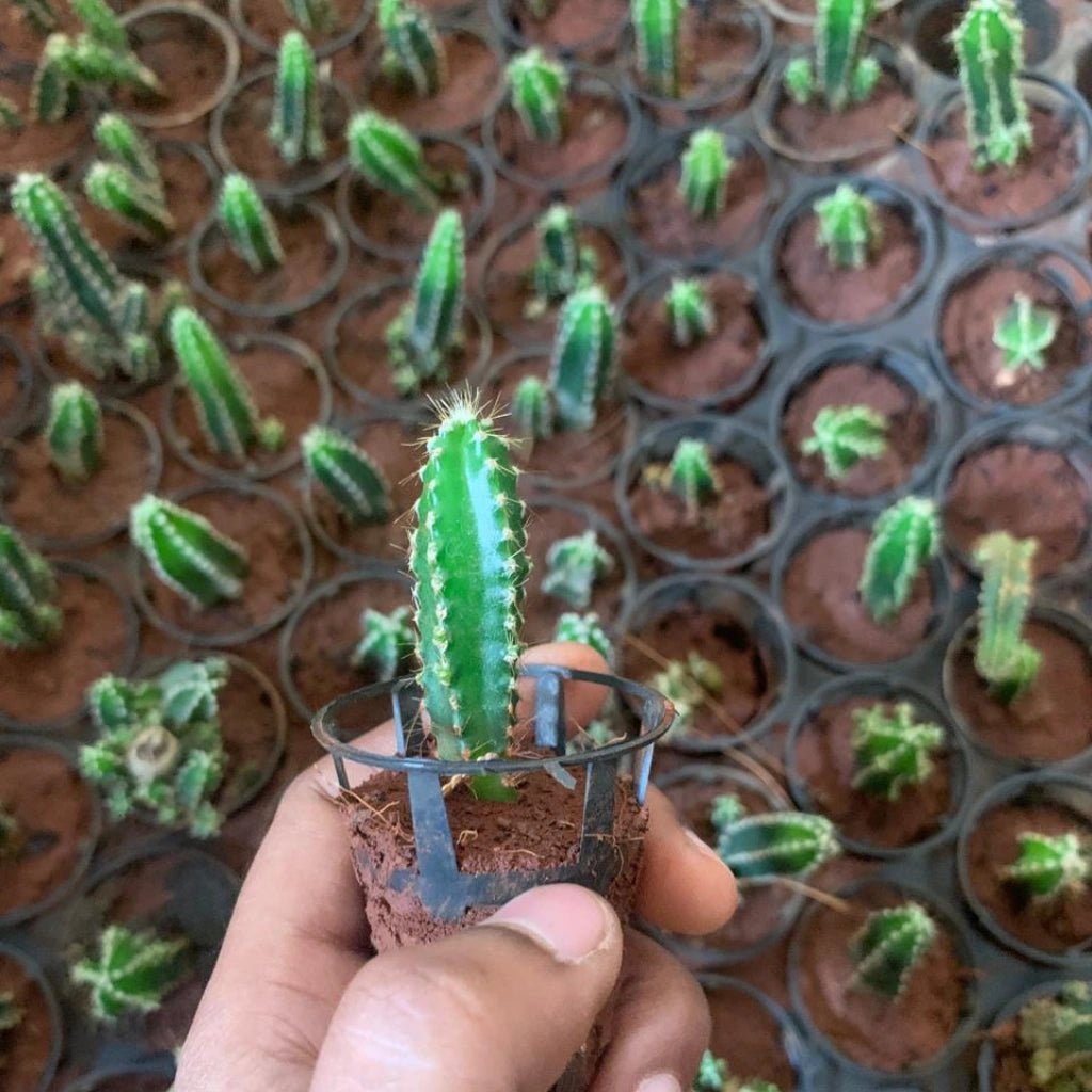Hand holding a small potted plant with green leaves against a background of other plants.
