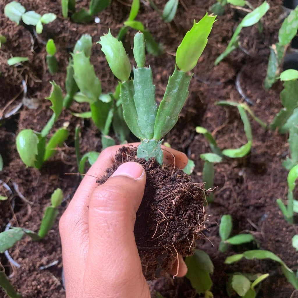 Hand holding a small potted plant with green leaves against a background of other plants.