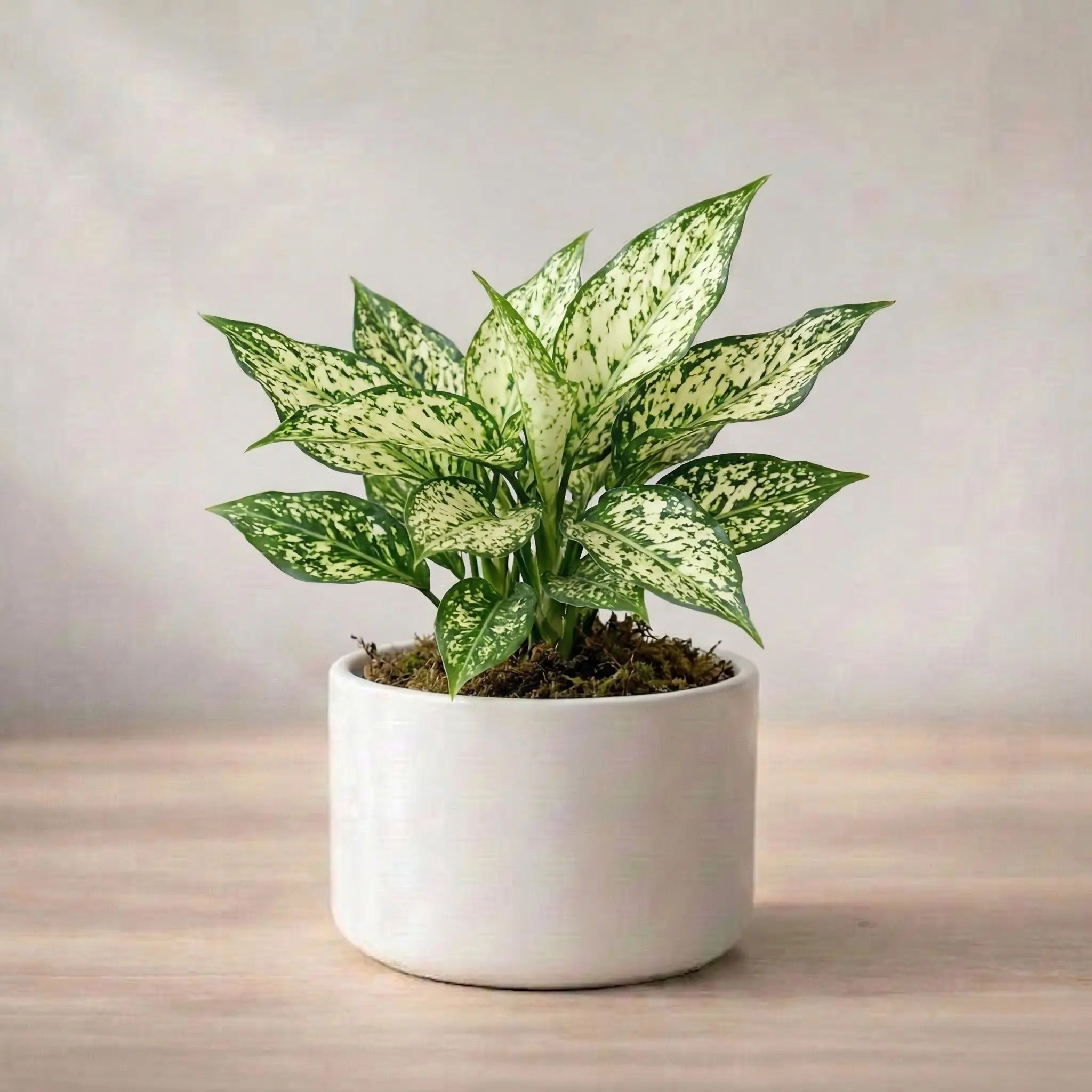 Potted plant with green leaves on a wooden surface with a light background