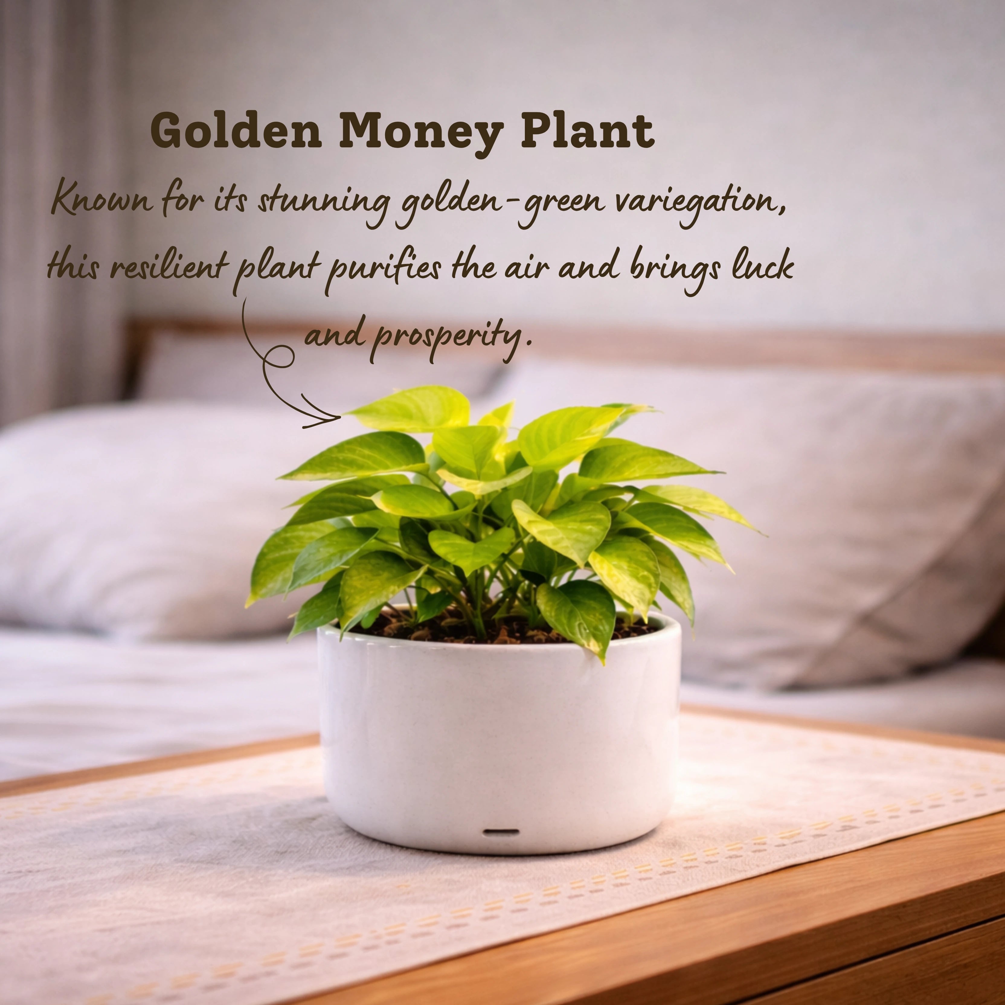 Sleep-Friendly Plant Combo