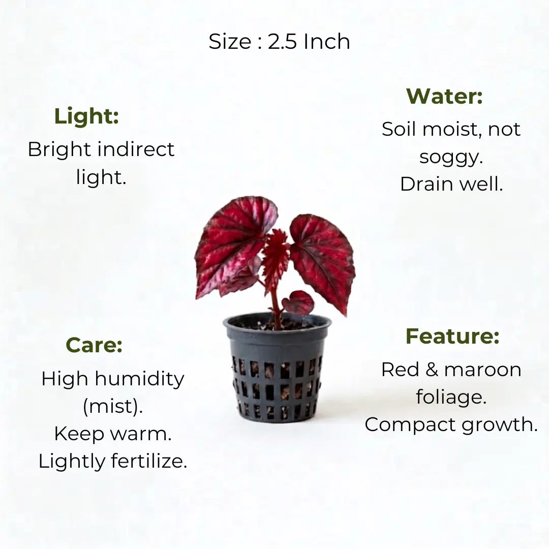 Begonia Red Plant Sapling (1Pc)