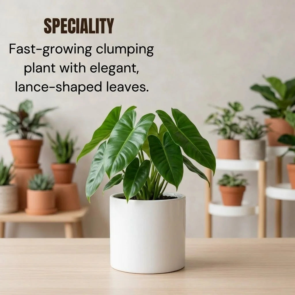 Philodendron Burle Marx Plant Sapling (1Pc)