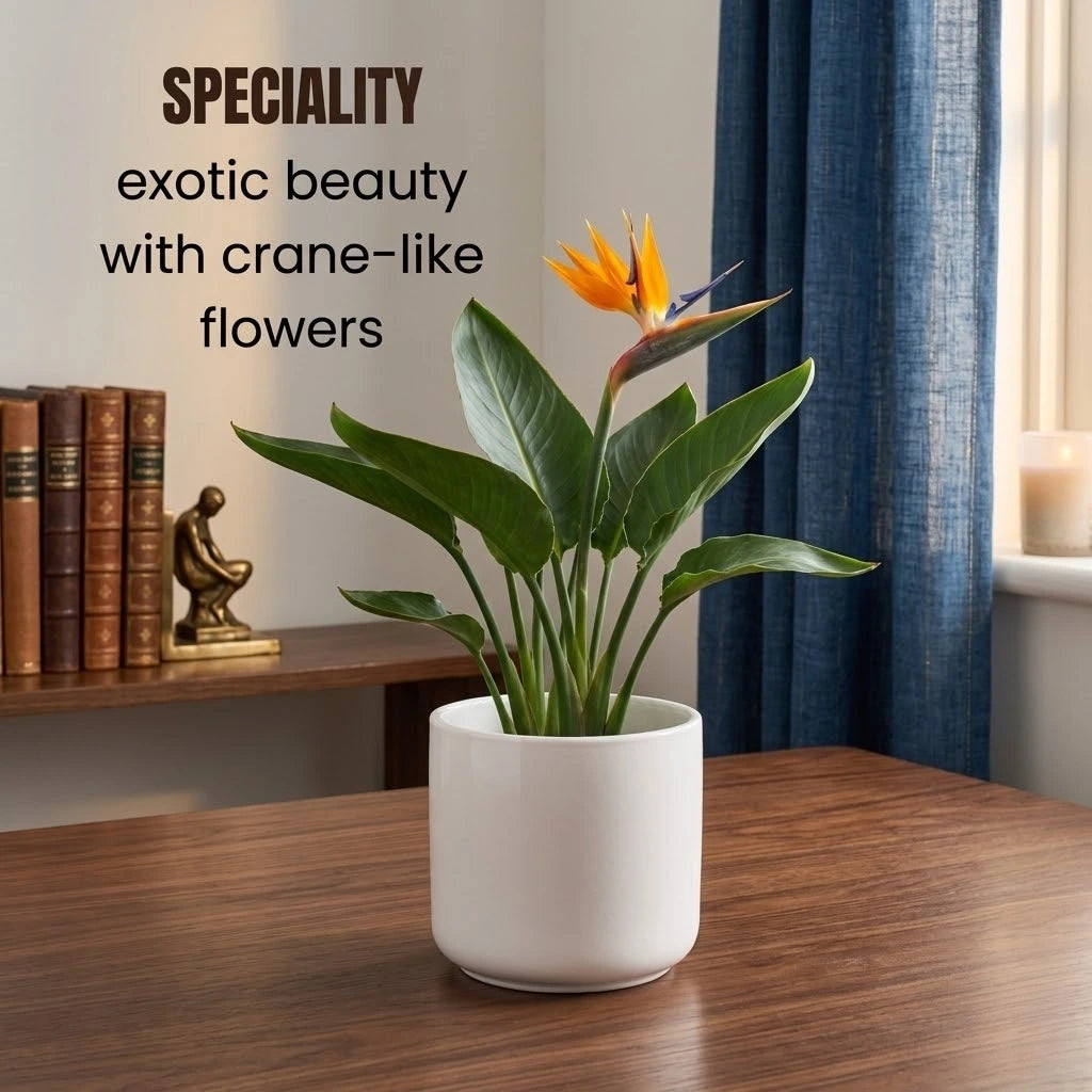 Bird of Paradise Plant Sapling (1pc)