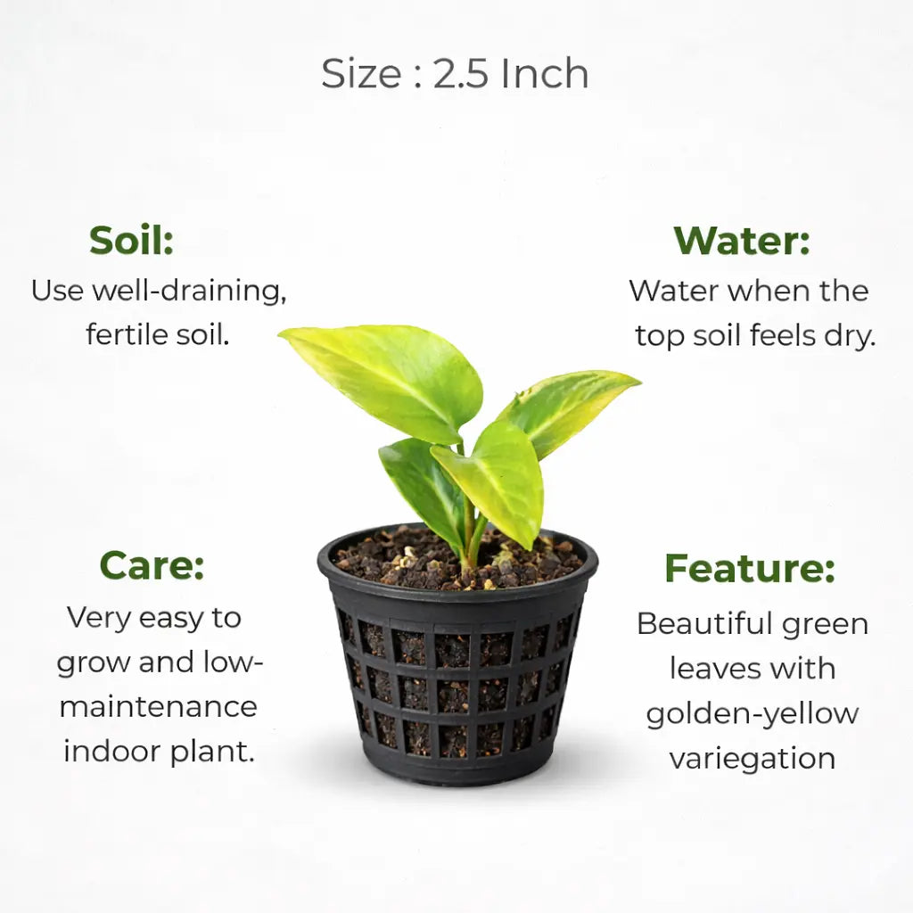 A plant in black net pot on a white background with certain details