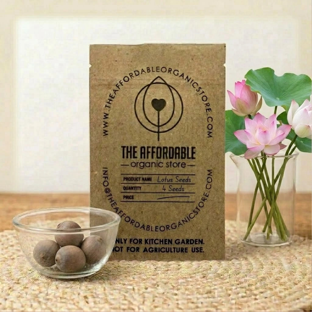 Lotus Seeds (4 seeds)