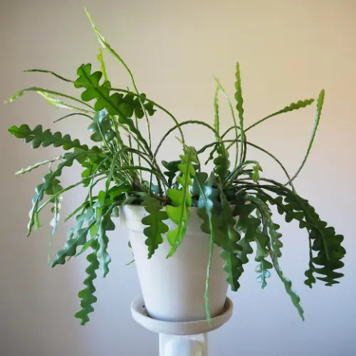 Fishbone Cactus Plant Sapling(1Pc)