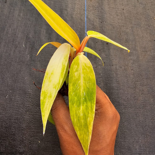 Philodendron Orange Marmalade Plant Sapling(1Pc)