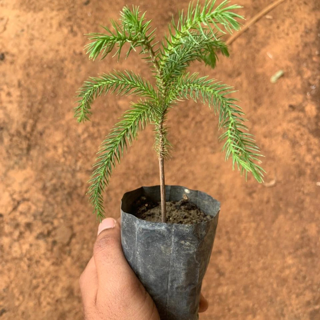 Hand holding a small potted plant with green leaves against a background of other plants.