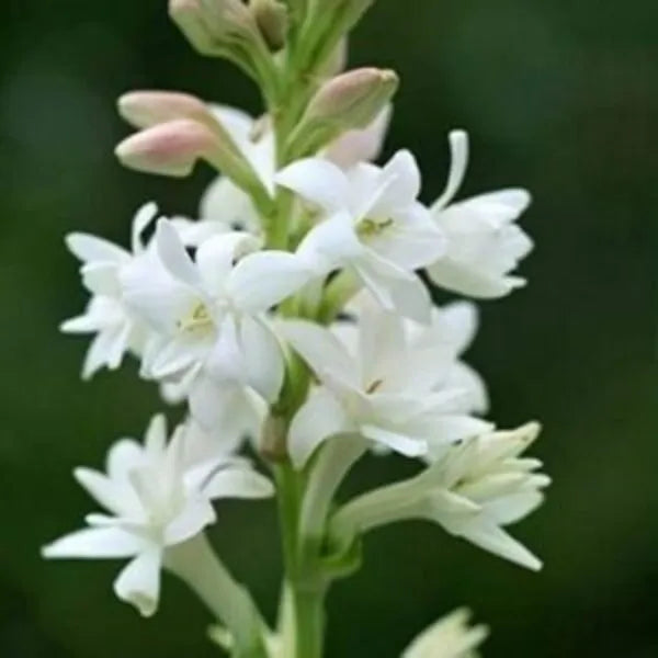 Rajnigandha Bulbs