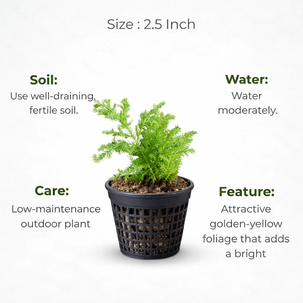 A plant in black net pot on a white background with certain details