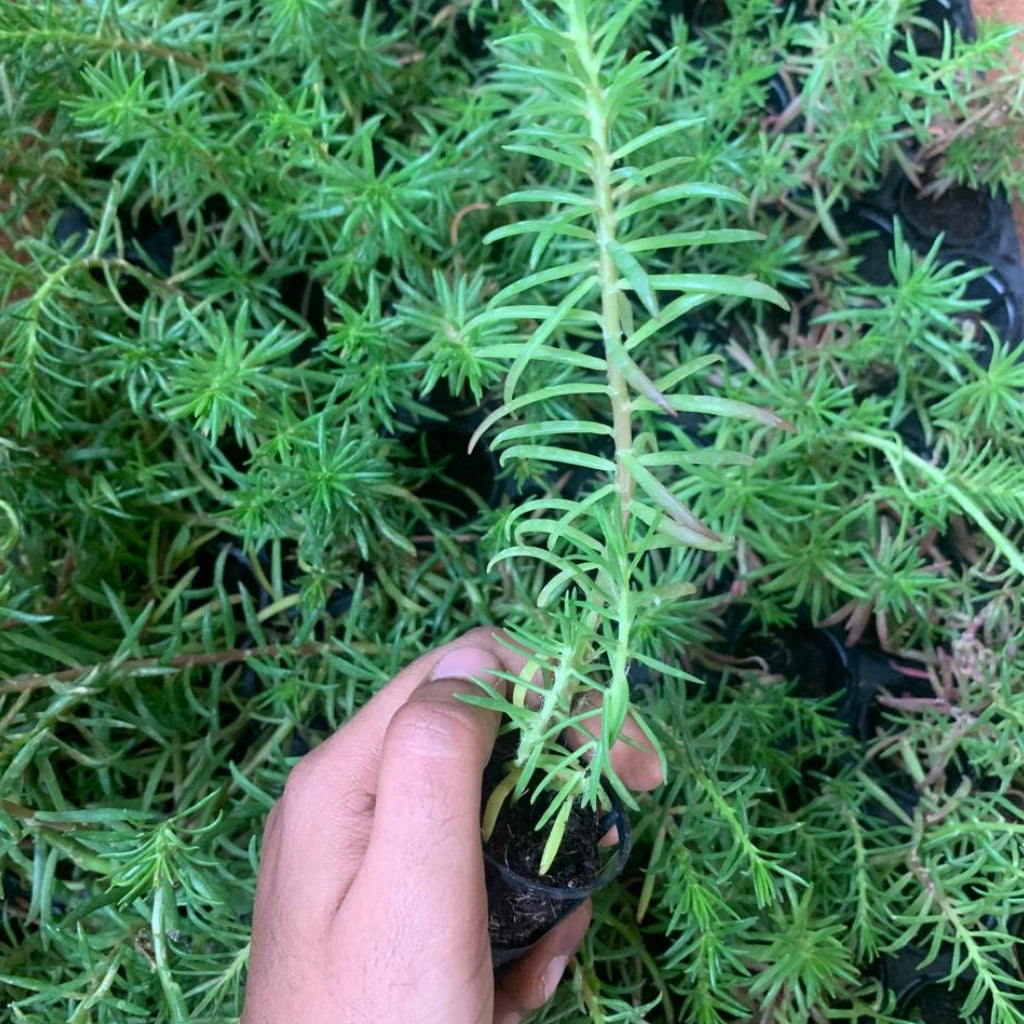 Hand holding a small potted plant surrounded by larger green plants