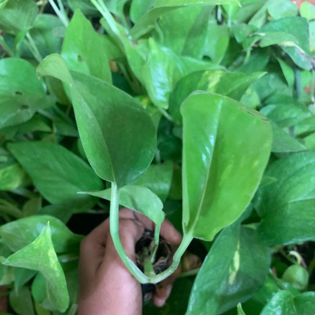 Hand holding a small potted plant surrounded by larger green plants