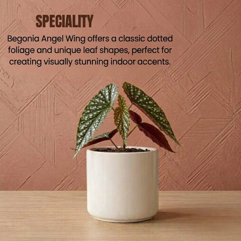 Begonia Angel Wing Plant Sapling (1Pc)