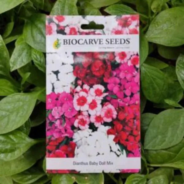 This is an image of a packet of Biocarve Dianthus Baby Doll Mix Seeds kept against a green leafy background.