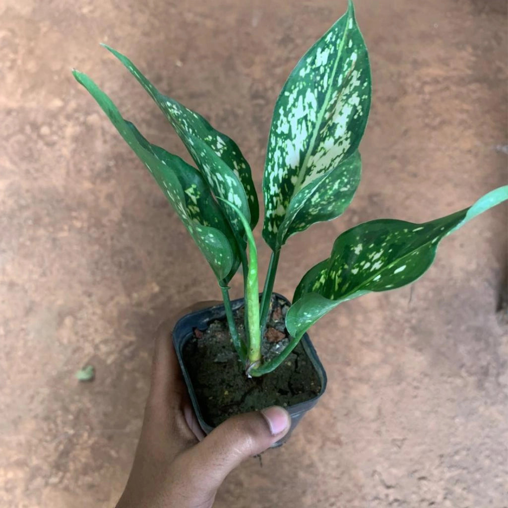 Hand holding a small potted plant with green leaves against a background of other plants.