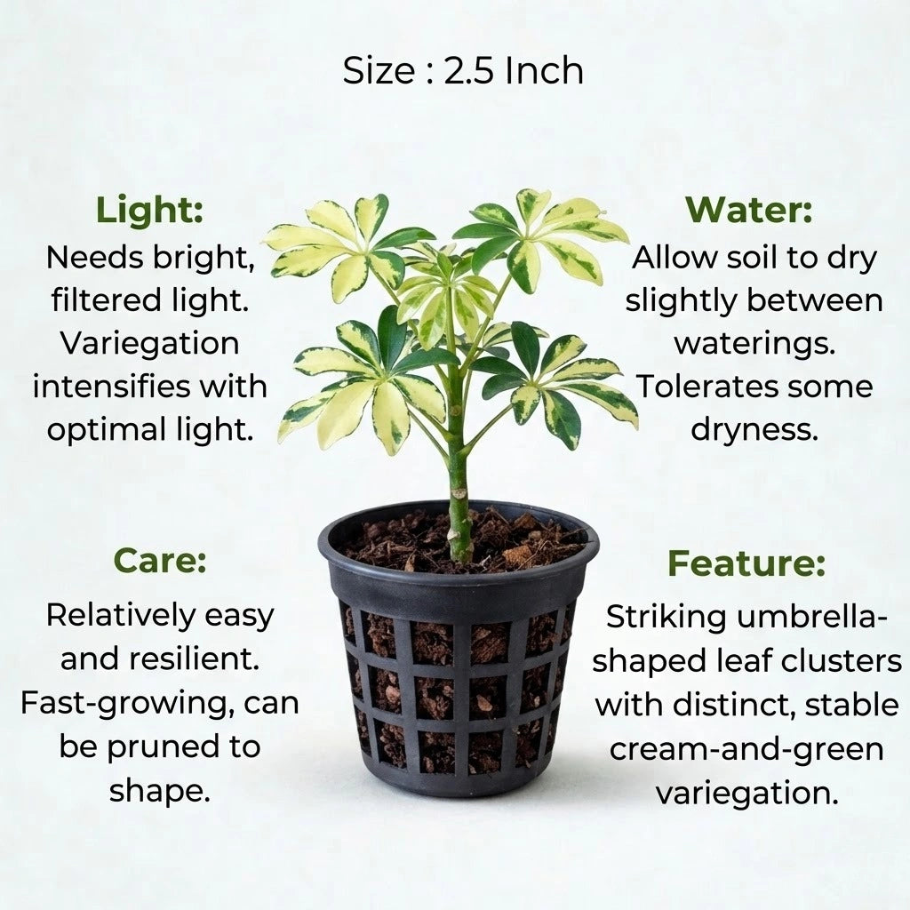 Variegated Umbrella Tree Plant Sapling (1pc)