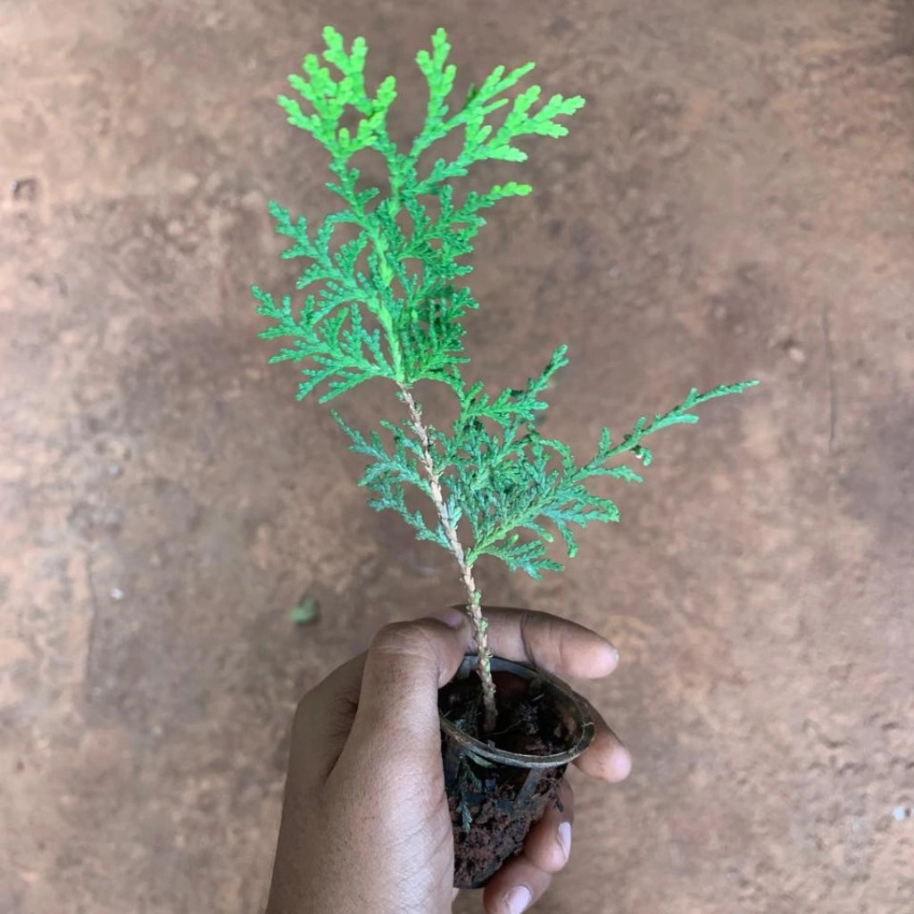Hand holding a small potted plant surrounded by larger green plants