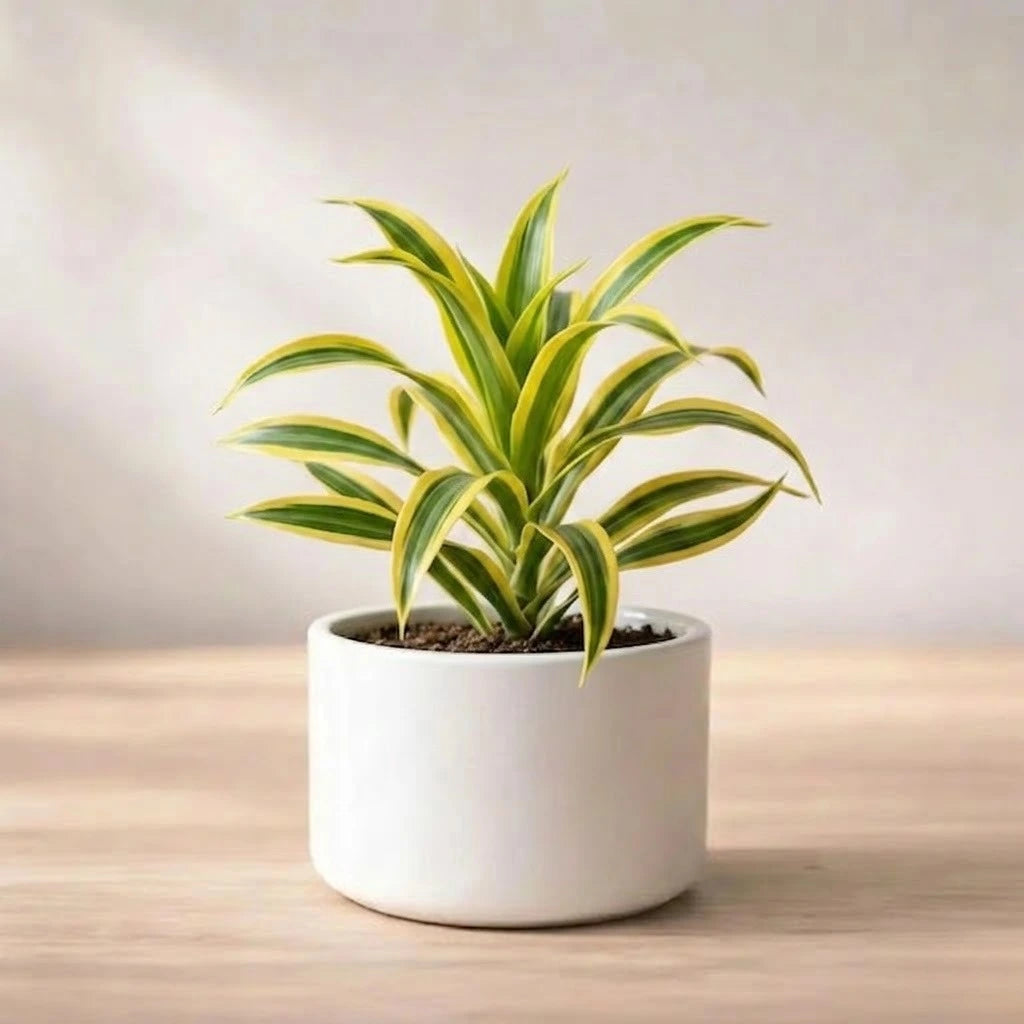 Song Of India Plant Sapling (1pc)
