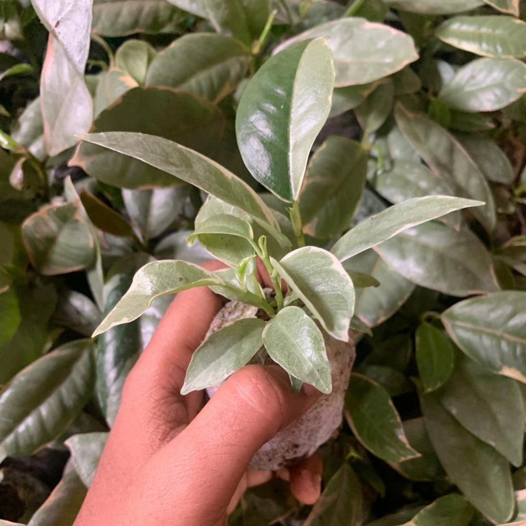 Hand holding a small potted plant surrounded by larger green plants