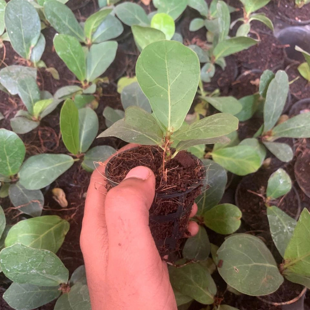 fiddle leaf fig indian name Buy Dwarf Fiddle Leaf Fig Plant Sapling (1pc)