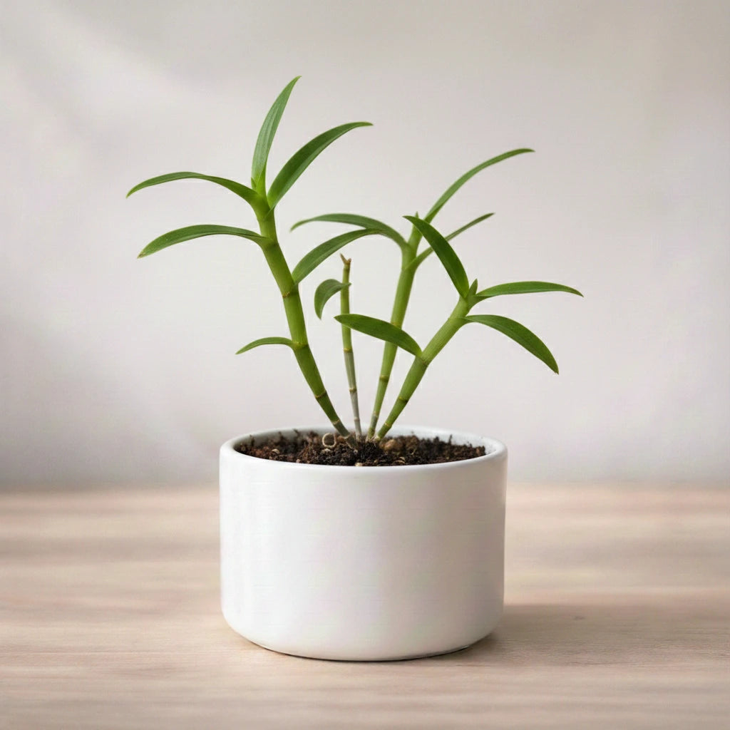 Potted plant on a wooden surface with a neutral background