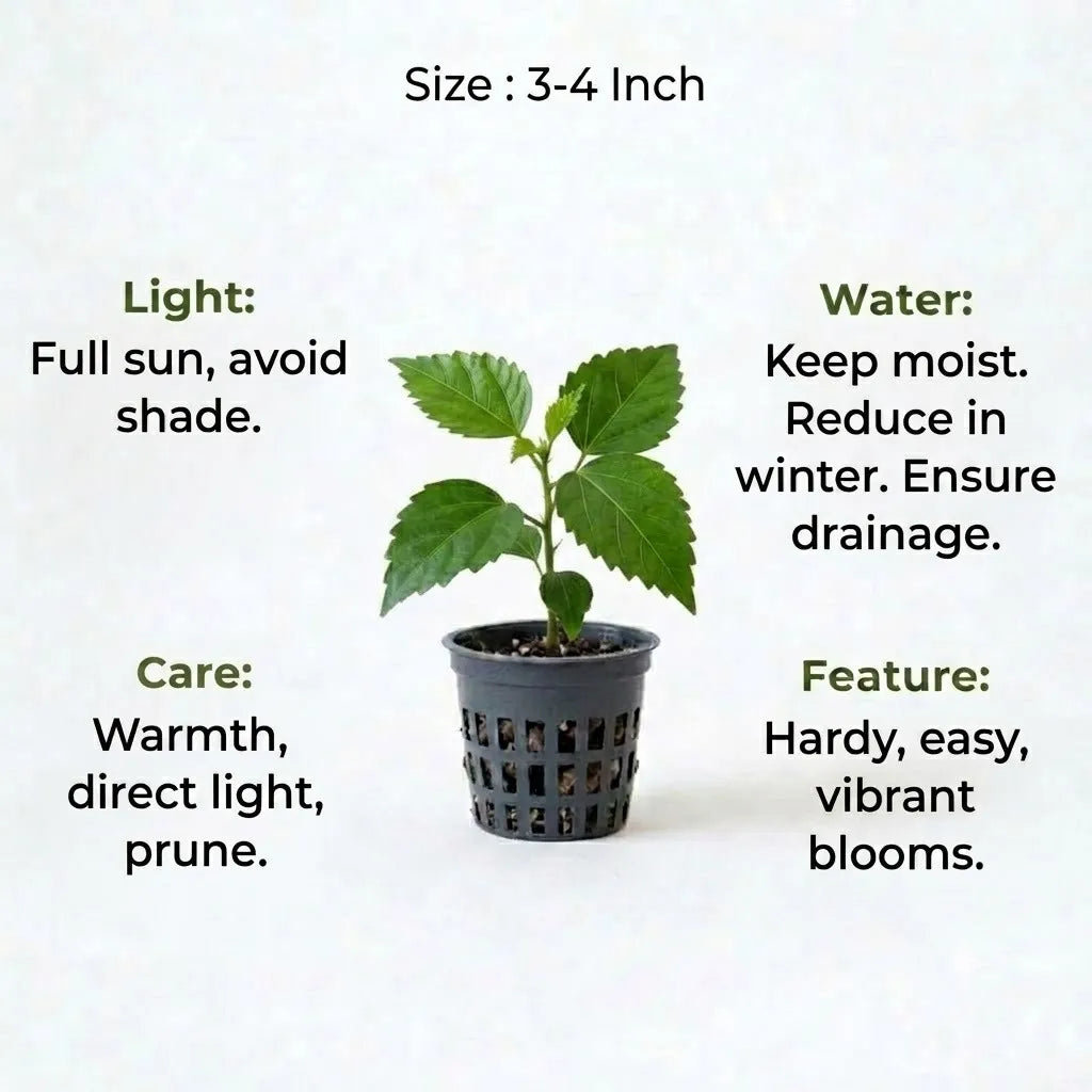 Hibiscus Plant Sapling (1pc)
