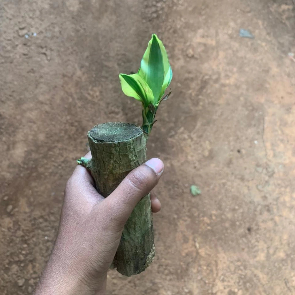 Hand holding a small potted plant surrounded by larger green plants