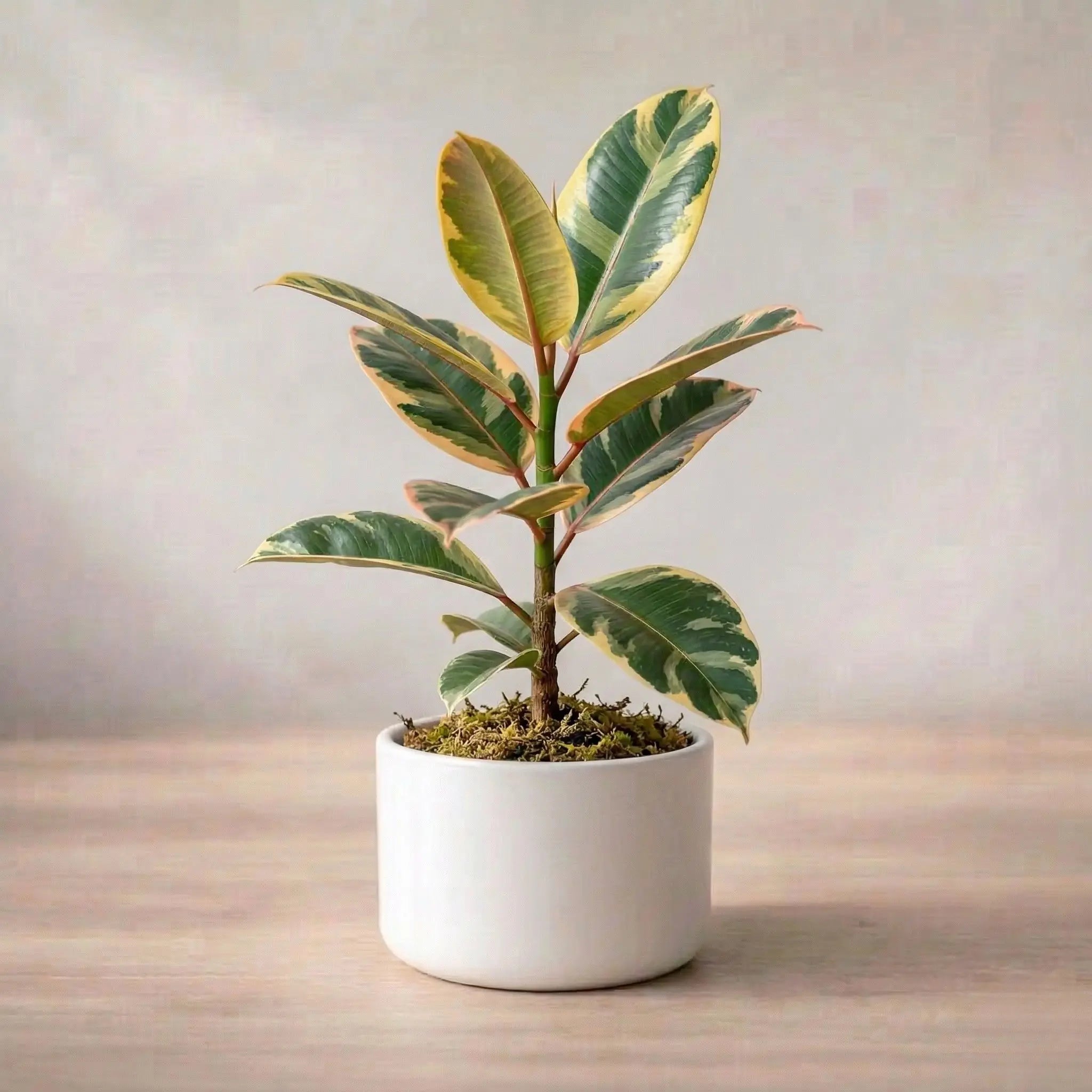 Potted plant on a wooden surface with a neutral background