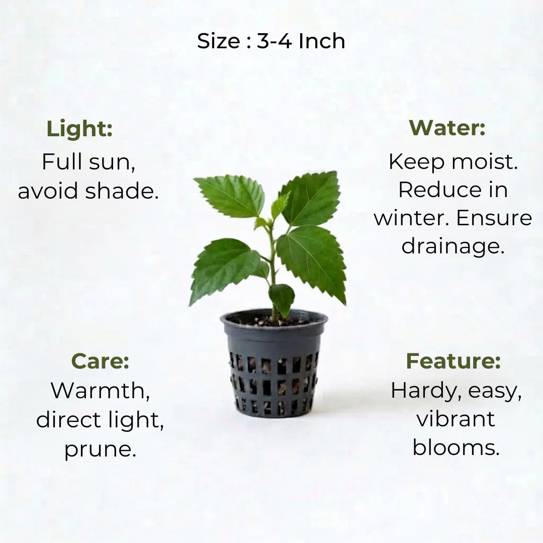 Hibiscus Plant Sapling (1pc)
