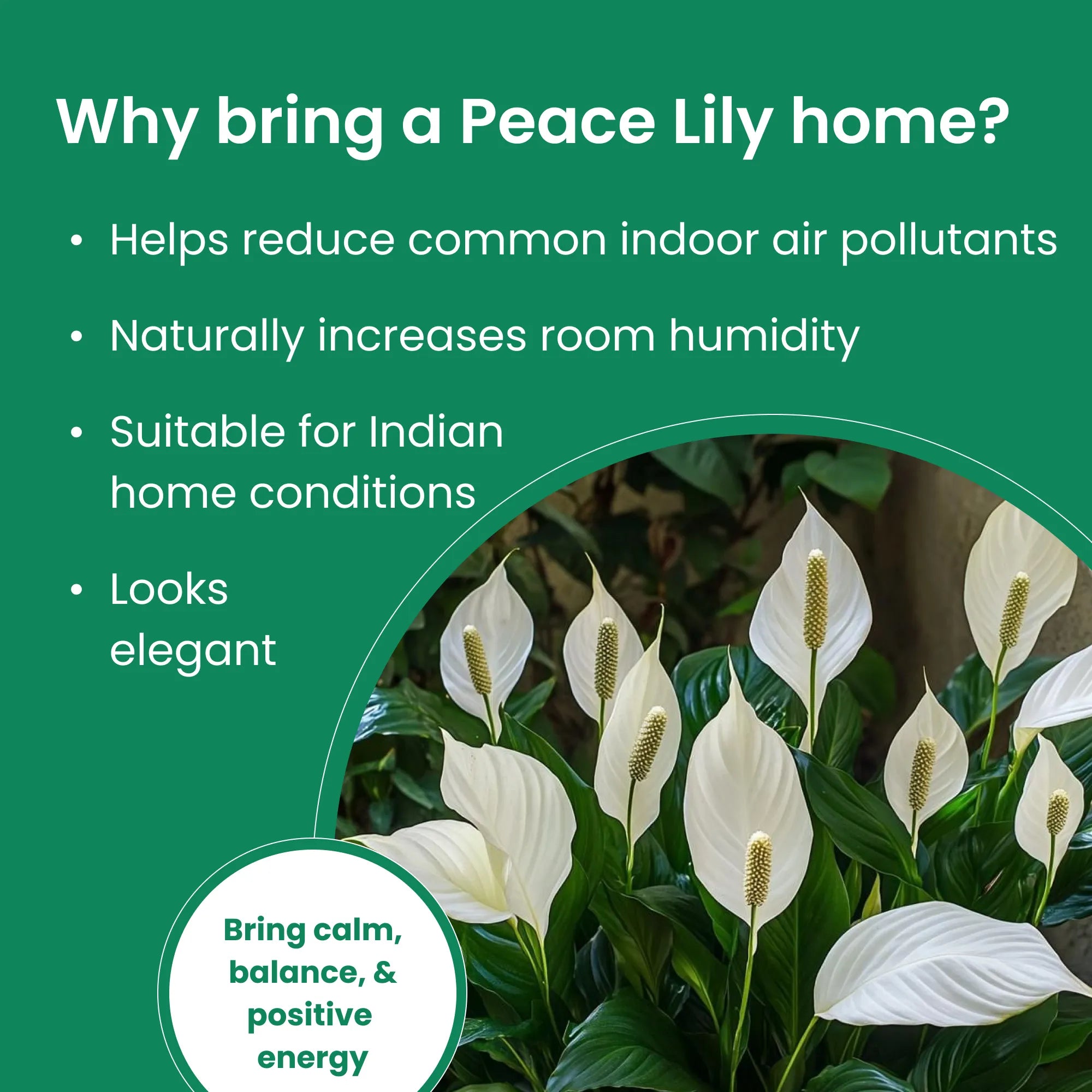 Peace Lily Plant Sapling (1pc)