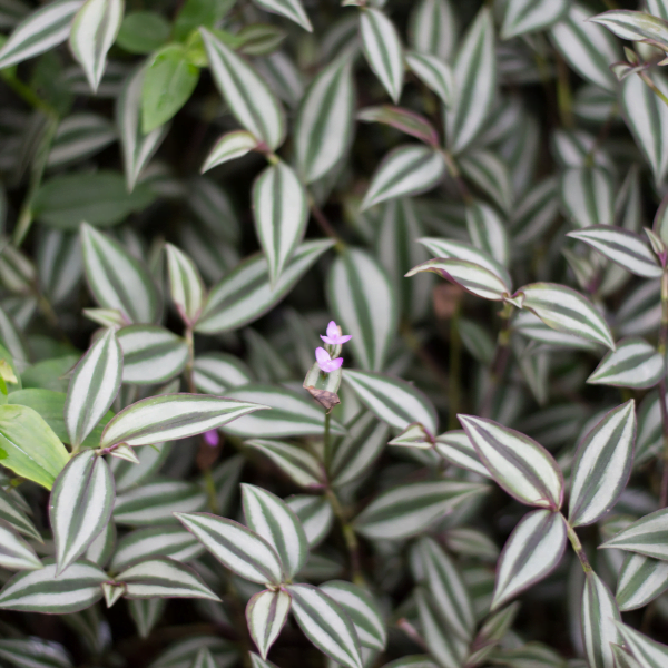 Tiny purple flowers with beautifully shaded wandering Jew Plant leaves in background.