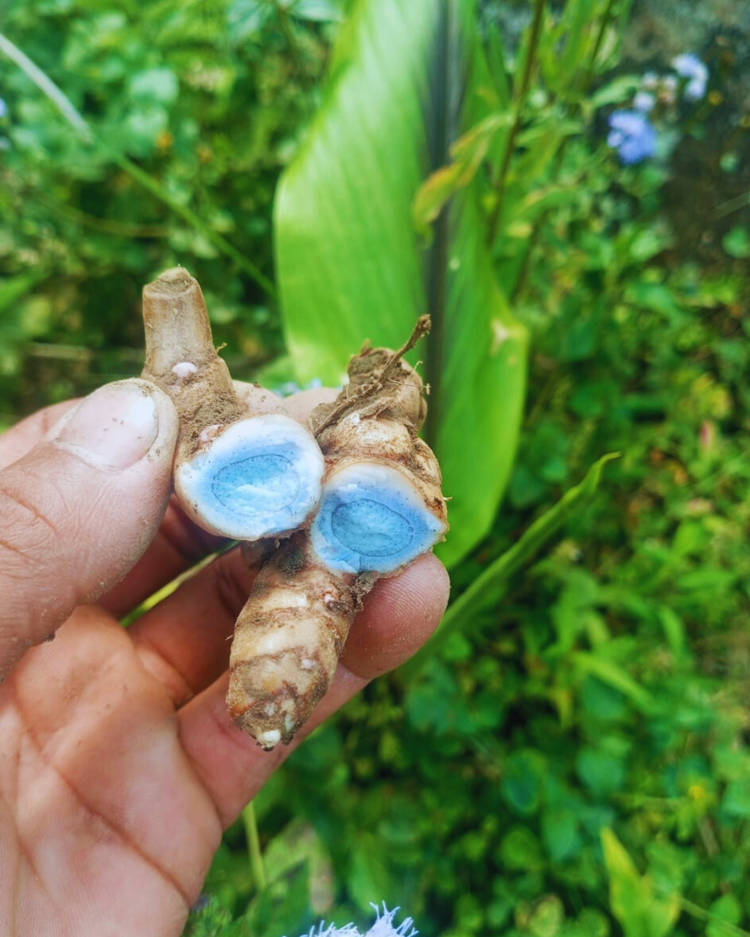 Black Turmeric Bulb