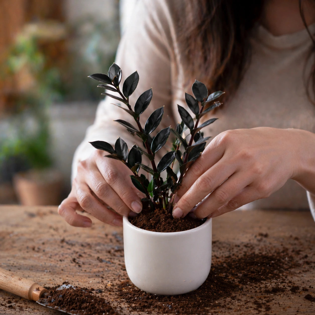 Rare Black ZZ Luxury Growth Bundle