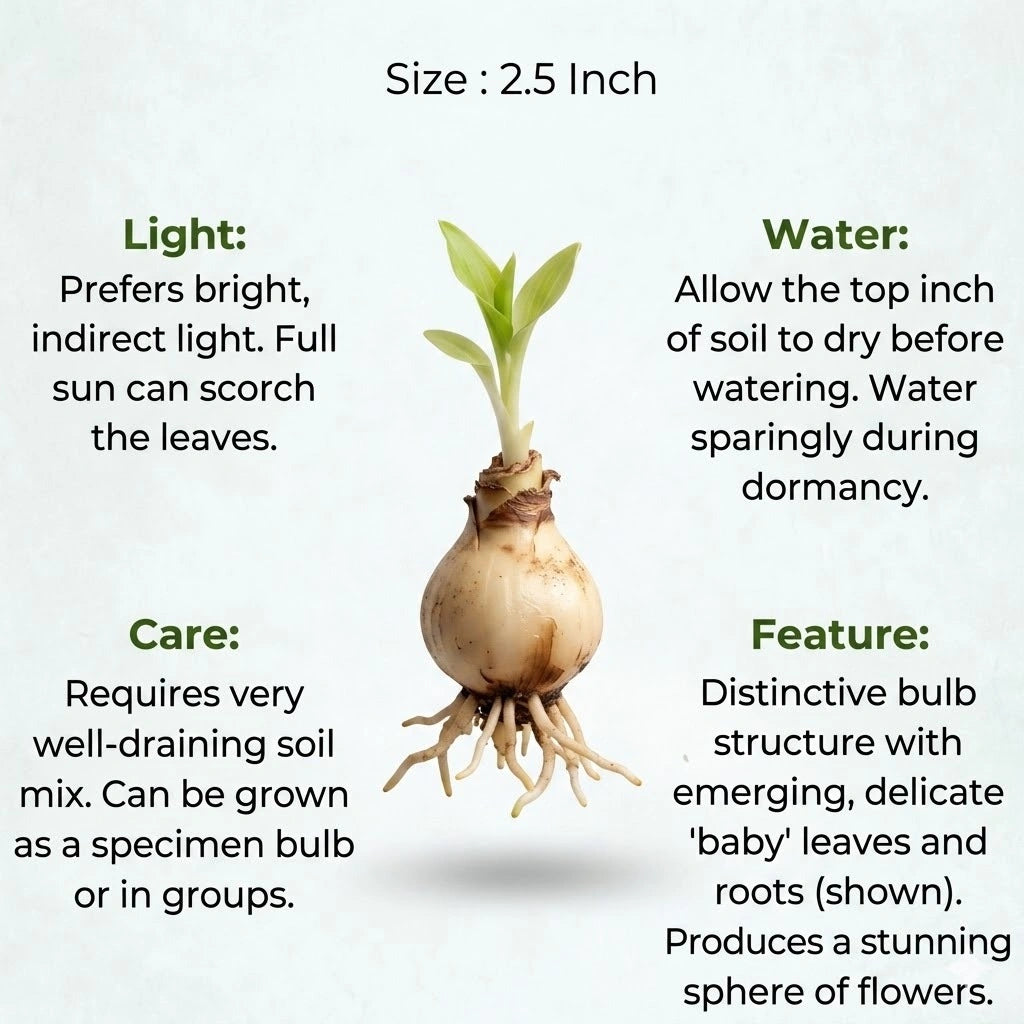 Football Lily Bulb(1pc)