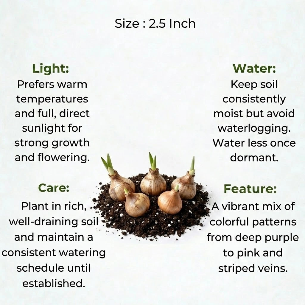Ixia Mix Variety Flower Bulb (1pc)