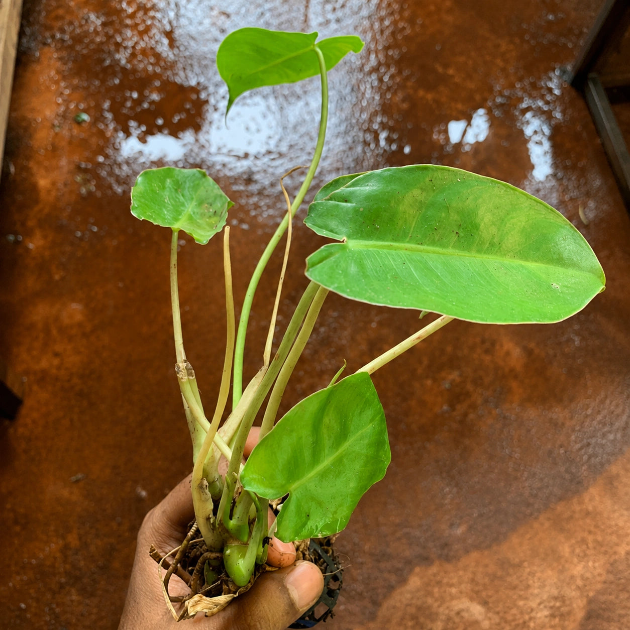 Philodendron Paraiso Verde Plant Sapling(1pc)