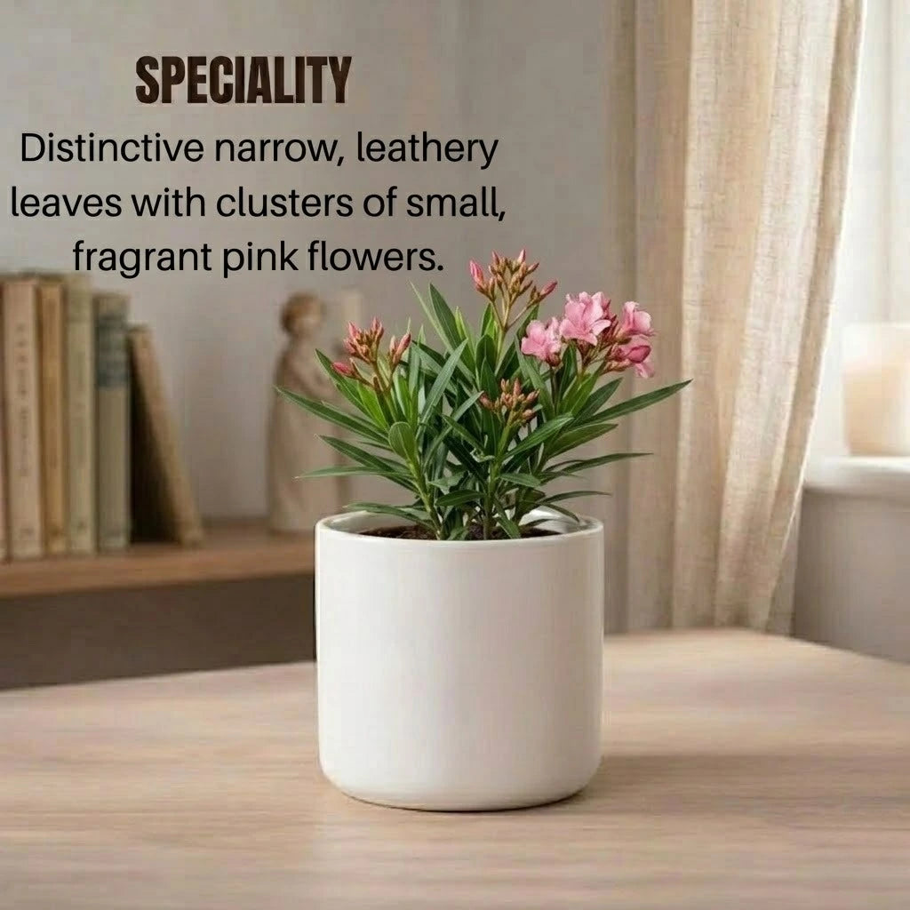 Kaner, Nerium Oleander Plant Sapling (1pc)