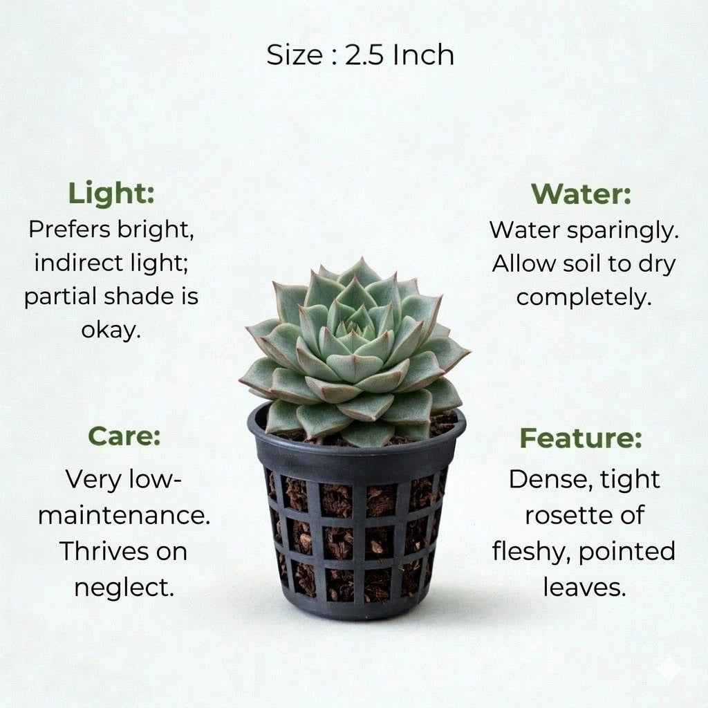 A plant in black net pot on a white background with certain details