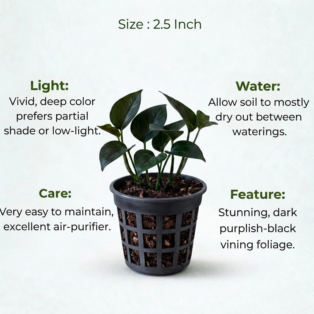 money plant sapling Buy Black Money Plant Sapling (1pc) | Only Rs.99/-