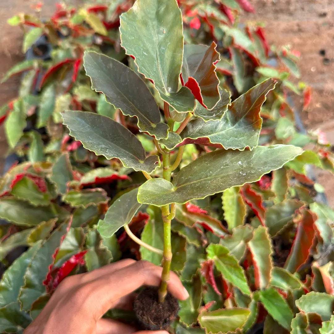 Begonia Red Plant Sapling (1Pc)