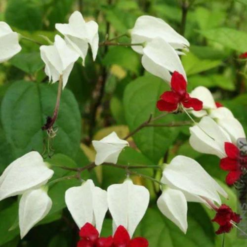 Bleeding Heart Plant Sapling(1pc)