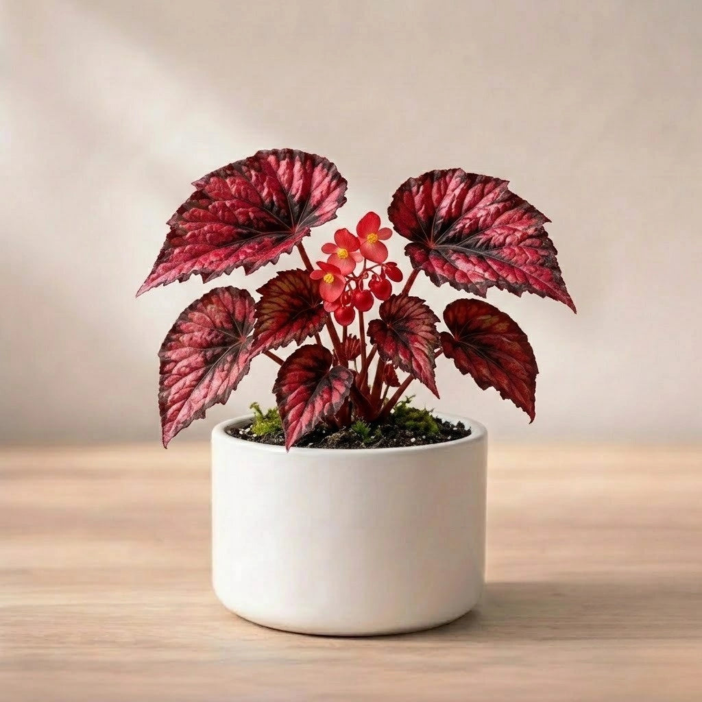 Begonia Red Plant Sapling (1Pc)