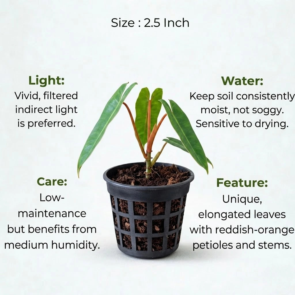 philodendron online india Buy Philodendron Billietiae Plant Sapling (1pc) | Only Rs.149/-