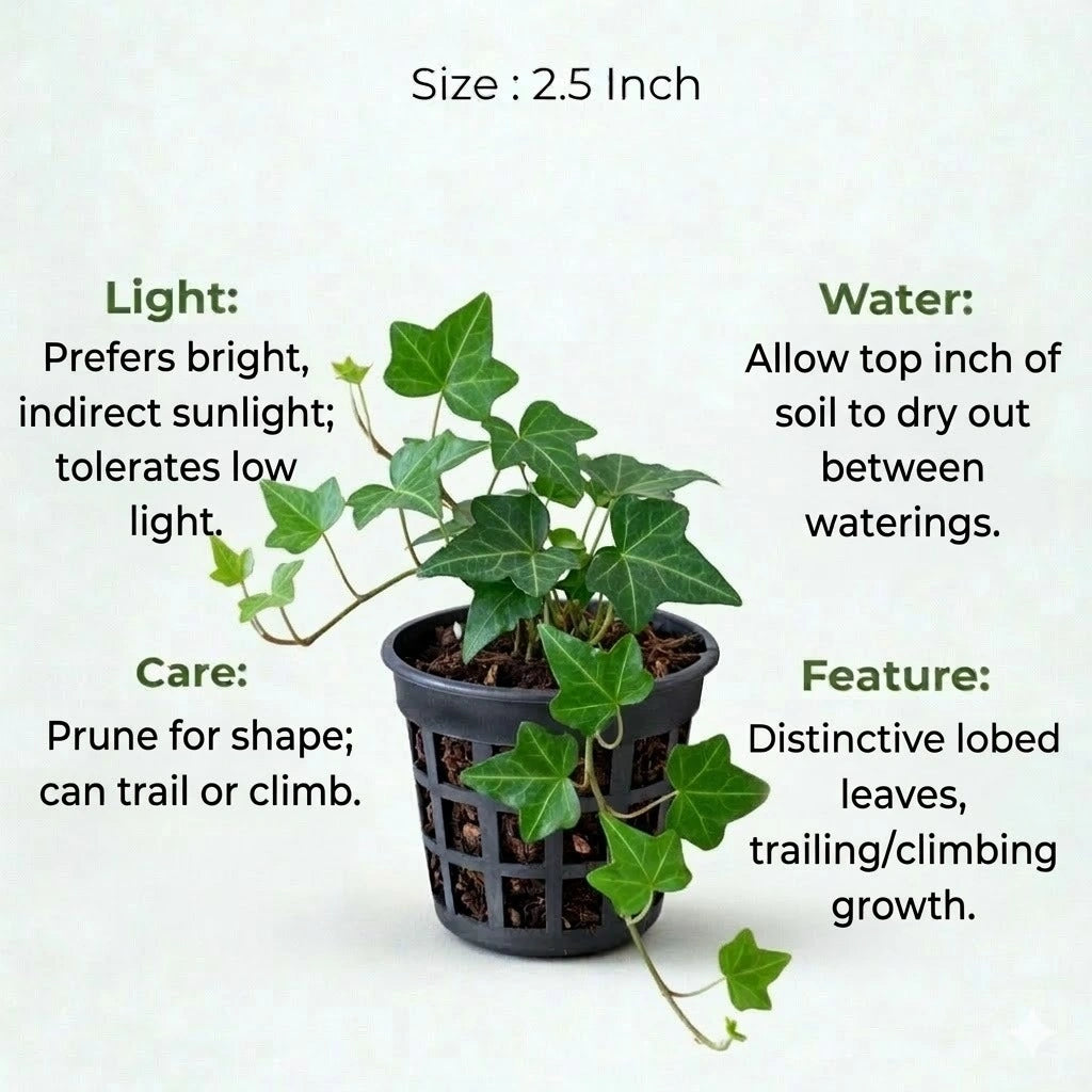 ivy plant pot size Buy English Ivy Plant Sapling (1pc) | Rs.99/-