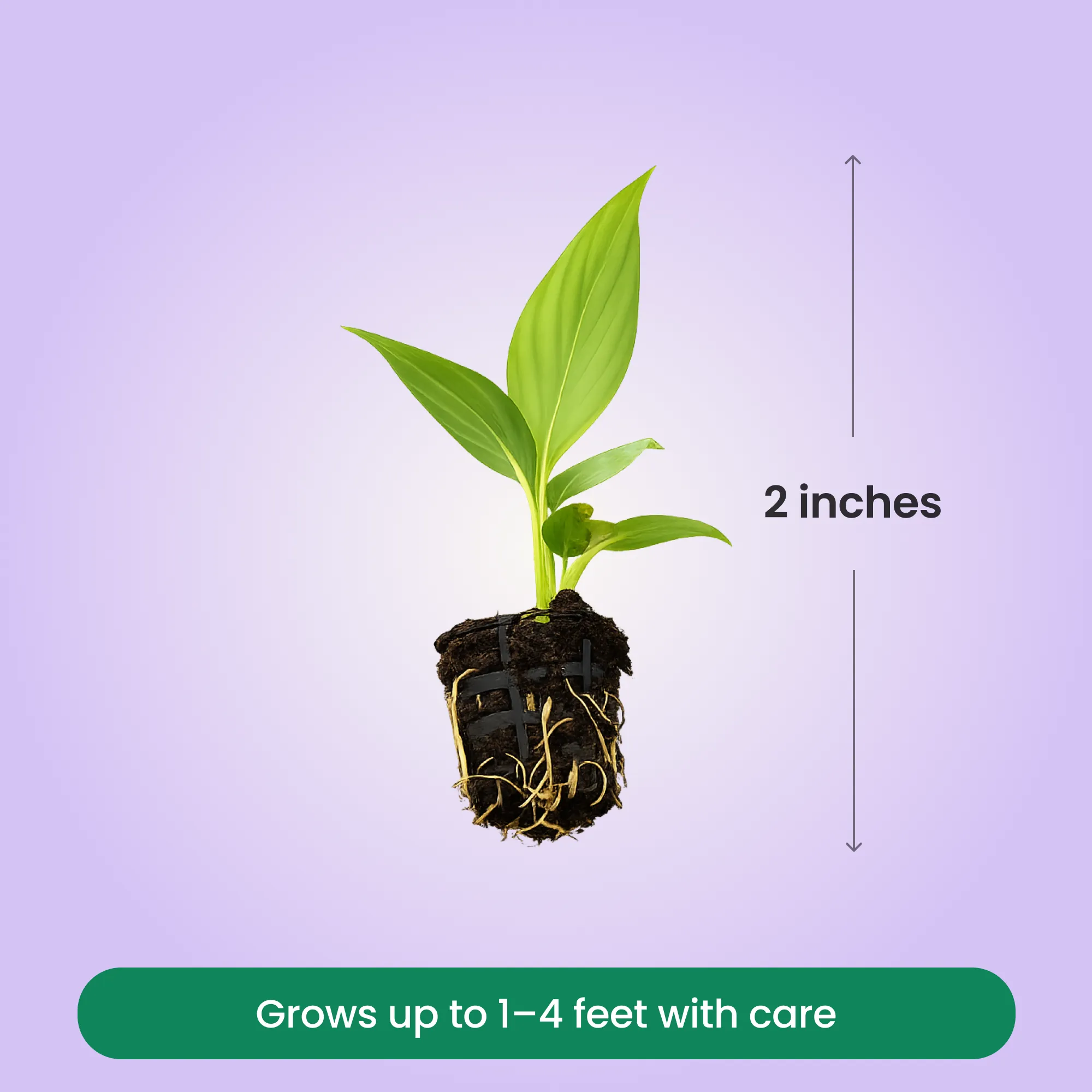 Peace Lily Plant Sapling (1pc)
